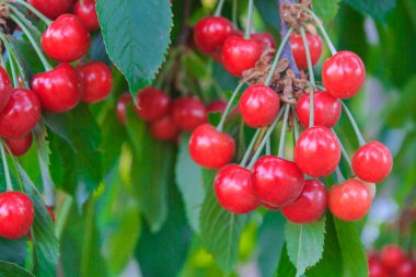 Olgun kiraz yaz aylarında bir ağaç dalına asılı Berry