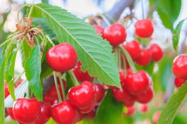 Olgun kiraz yaz aylarında bir ağaç dalına asılı Berry