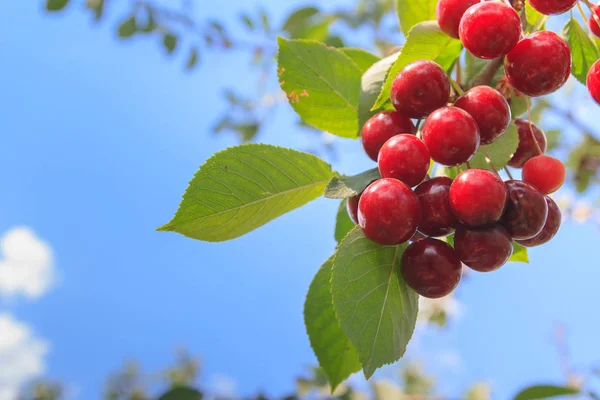 Berry Ripe Cherry Hanging Branch Tree Summer — Stock Photo, Image