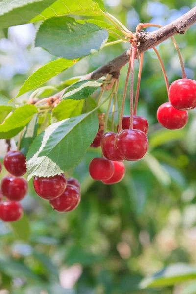 Olgun kiraz yaz aylarında bir ağaç dalına asılı Berry