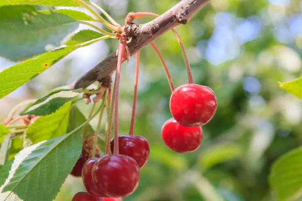 Olgun kiraz yaz aylarında bir ağaç dalına asılı Berry