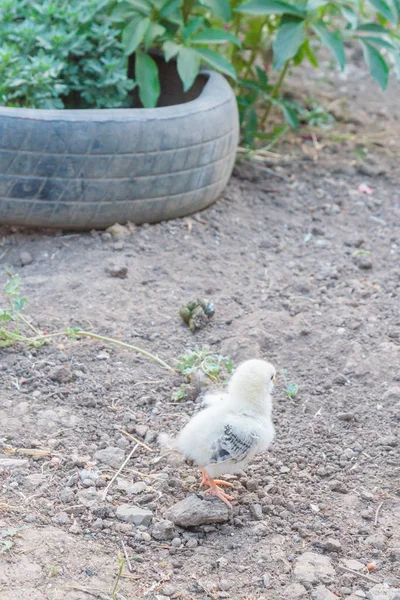 A small chicken walking on the village yard