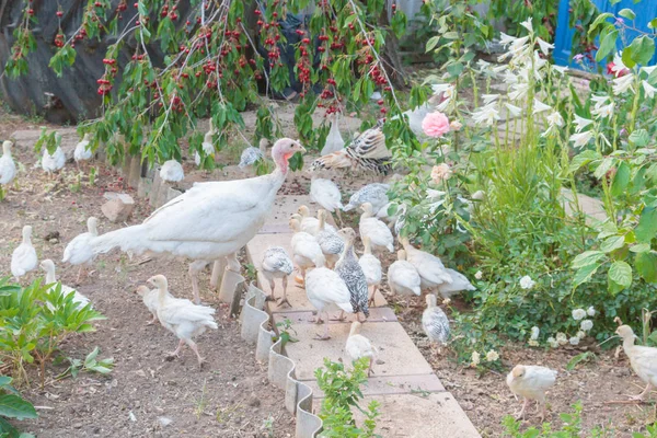 土耳其和小火鸡夏天在院子里散步 — 图库照片