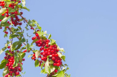 Olgun kiraz yaz aylarında bir ağaç dalına asılı Berry