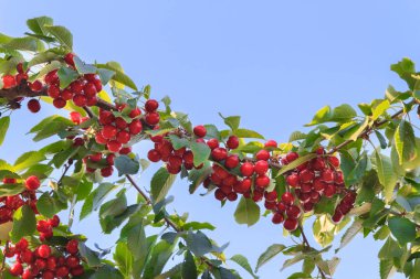 Olgun kiraz yaz aylarında bir ağaç dalına asılı Berry