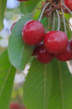 Olgun kiraz yaz aylarında bir ağaç dalına asılı Berry