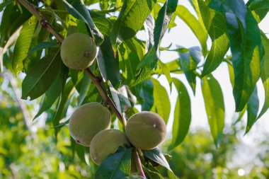 Bir ağaç dalı üzerinde yeşil olgunlaşmamış kayısı yaz aylarında yetişir