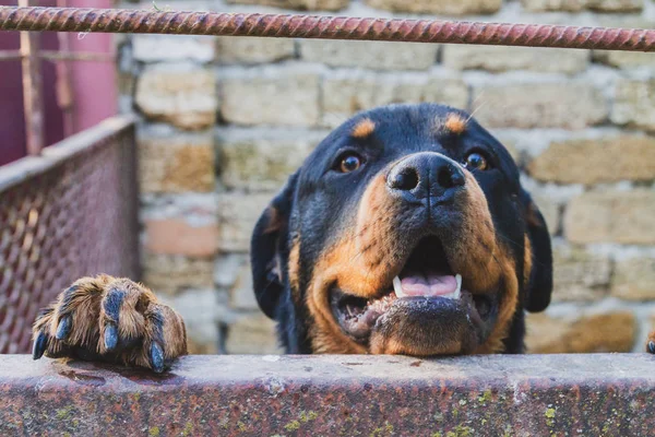 Evin bahçesinde oturan köpek Rottweiler