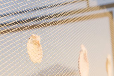 Sahilde deniz kabukları ile dekore edilmiş ahşap sahil evi