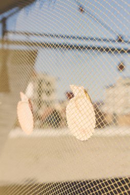 Sahilde deniz kabukları ile dekore edilmiş ahşap sahil evi