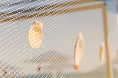 Sahilde deniz kabukları ile dekore edilmiş ahşap sahil evi