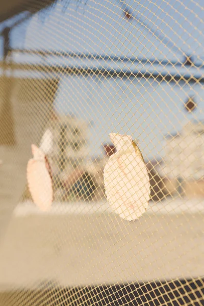 Sahilde deniz kabukları ile dekore edilmiş ahşap sahil evi