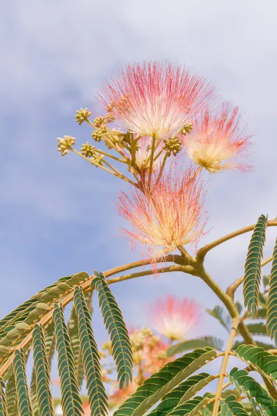 Lenkeran Akasya Veya Albizia Lənkəran Ağacının Güzel Çiçekler — Stok fotoğraf