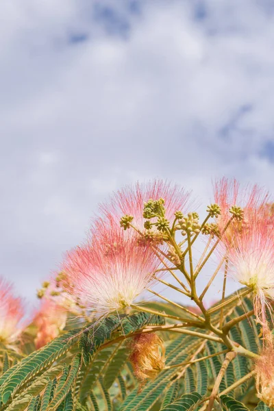 Lenkeran Akasya Veya Albizia Lənkəran Ağacının Güzel Çiçekler — Stok fotoğraf