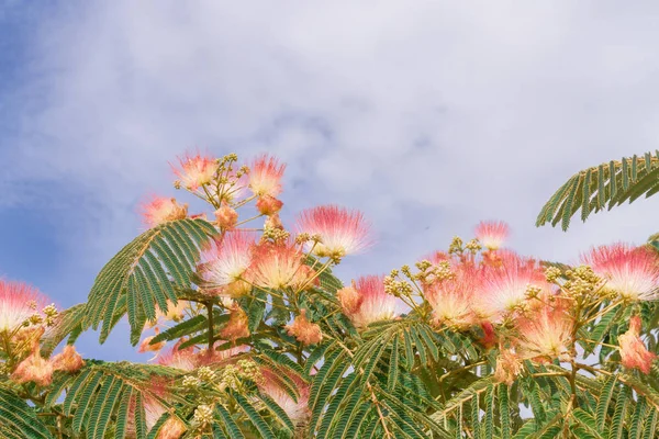 Bei Fiori Albero Dell Acacia Lankaran Albizia Lankaran — Foto Stock