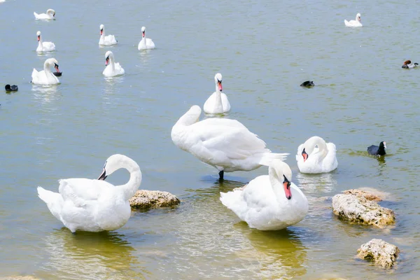 Lago Los Cisnes Con Cisnes Blancos Negros Otras Aves — Foto de Stock