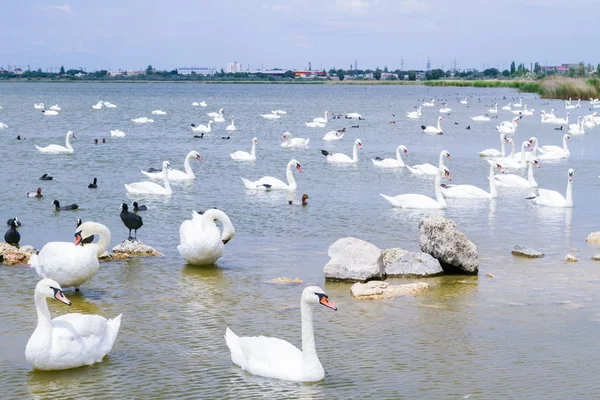 Lago Dos Cisnes Com Cisnes Brancos Pretos Outras Aves — Fotografia de Stock