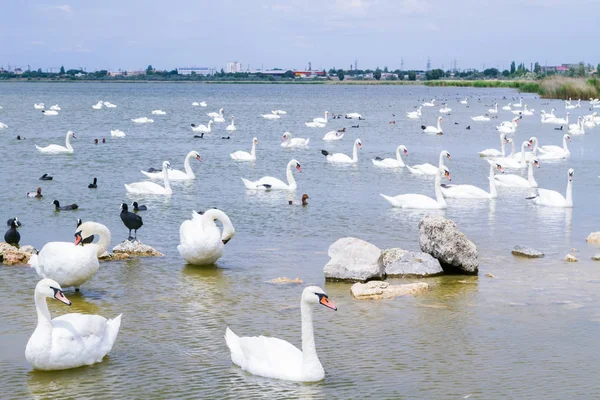白と黒の白鳥と他の鳥の白鳥の湖 ストック写真