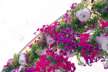 Tencere yaz aylarında güzel parlak açık çiçekler