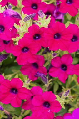 Tencere yaz aylarında güzel parlak açık çiçekler