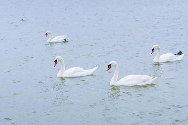 Swan lake with white and black swans and other birds
