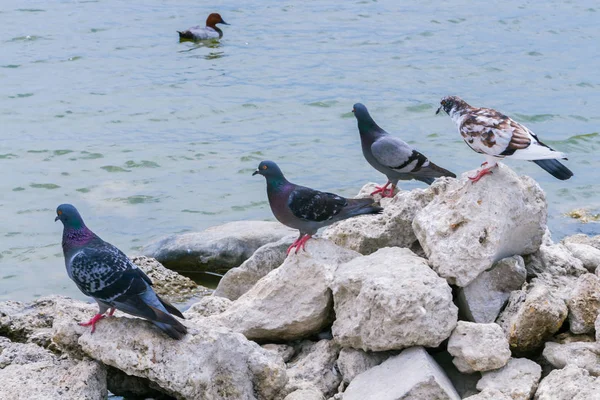 비둘기는 호수에서 — 스톡 사진