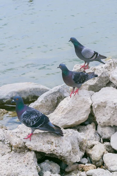 비둘기는 호수에서 — 스톡 사진