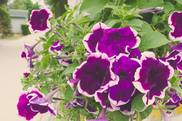 Belles Fleurs Lumineuses Plein Air Dans Des Pots Été — Photo