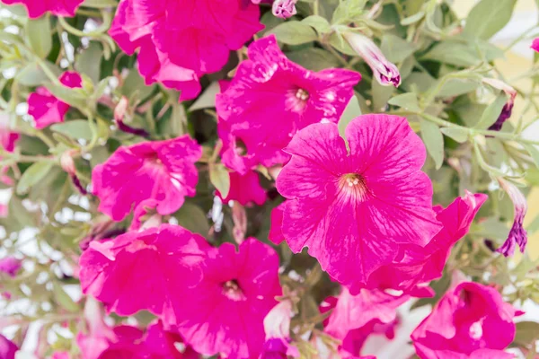 Belles Fleurs Lumineuses Plein Air Dans Des Pots Été — Photo