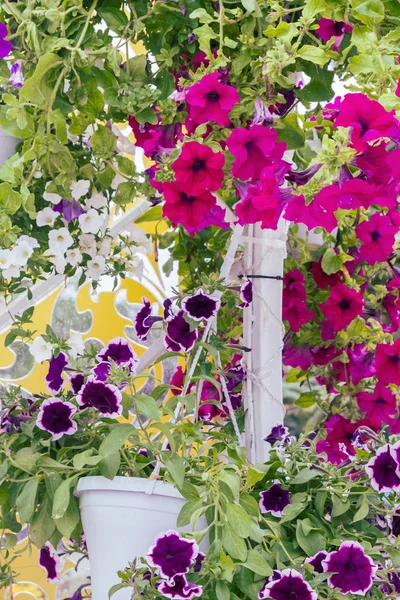 Belas Flores Livre Brilhantes Vasos Verão — Fotografia de Stock