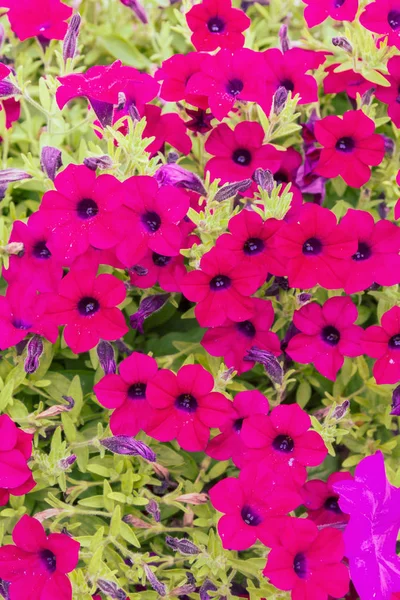 Belles Fleurs Lumineuses Plein Air Dans Des Pots Été — Photo