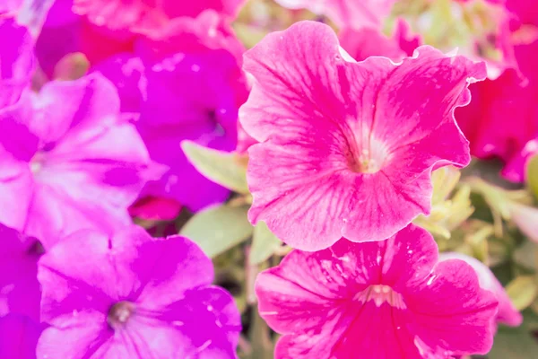 Hermosas Flores Brillantes Aire Libre Macetas Verano —  Fotos de Stock