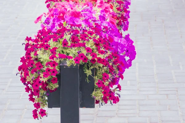 Schöne Helle Outdoor Blumen Töpfen Sommer — Stockfoto