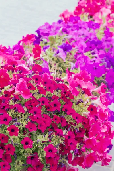 Belas Flores Livre Brilhantes Vasos Verão — Fotografia de Stock