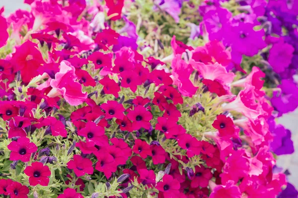 Belles Fleurs Lumineuses Plein Air Dans Des Pots Été — Photo