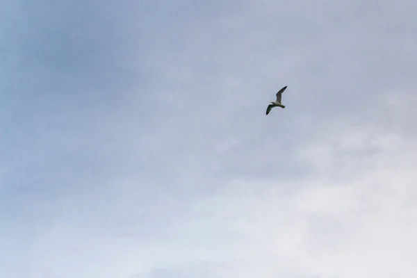 Albatroz Pássaro Voando Céu Nublado Verão Sobre Mar — Fotografia de Stock