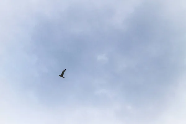 Albatross Uccello Che Vola Nel Cielo Nuvoloso Estate Sul Mare — Foto Stock