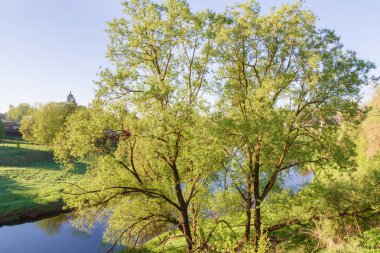 Nehir kıyısında bir kalın gür ağaçlarla bahar