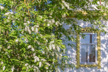 Ahşap eski evin yanında bahar beyaz leylak kütükler