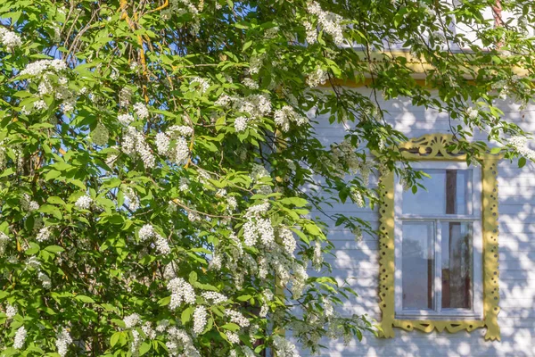 Ahşap eski evin yanında bahar beyaz leylak kütükler