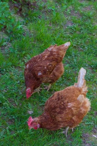 Promenade Poulet Dans Cour Village Printemps — Photo