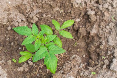 Yeni filiz ilkbaharda toprağa dikti.