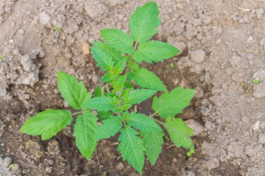 Yeni filiz ilkbaharda toprağa dikti.