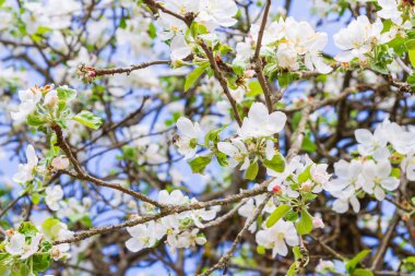 Elma ağacı çiçek bahar içinde hava temizleyin