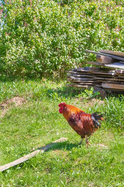 Kyckling Promenad Runt Gården Byn Våren — Stockfoto