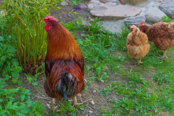 Bahar Köyde Avluda Dolaşıp Tavuk — Stok fotoğraf