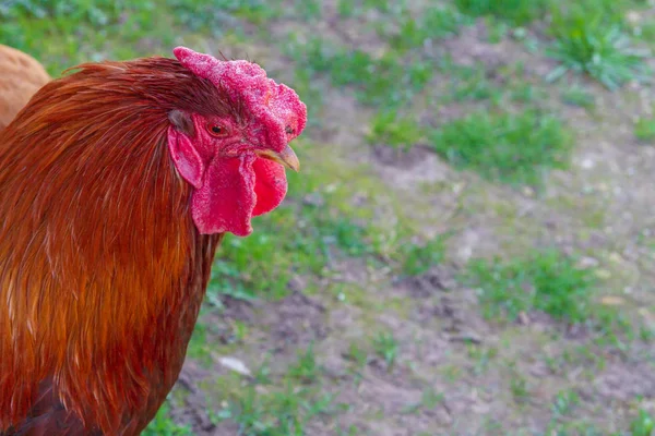 Promenade Poulet Dans Cour Village Printemps — Photo