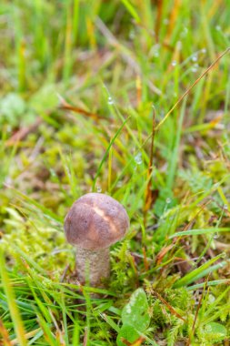 Mantar boletusu sonbaharın başlarında ormanda yetişir.