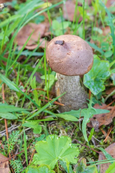 初秋的时候 森林里长满了蘑菇 — 图库照片