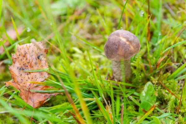 初秋的时候 森林里长满了蘑菇 — 图库照片